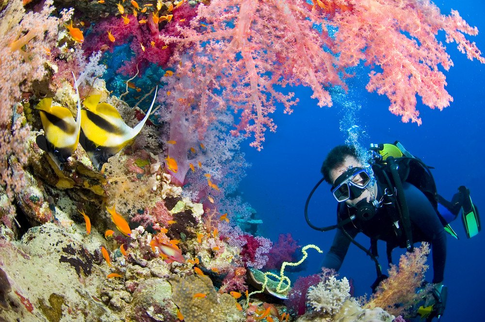 Diving Trips