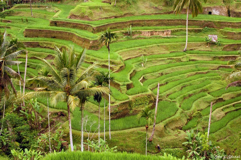 Rice terraces, Bali